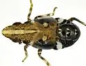 Papagona papoosa - photo 2