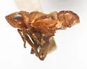 Papagona succinea