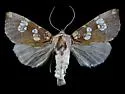 Flypoison Borer - Hodges#9493.1