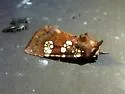 Flypoison Borer - Hodges#9493.1 - photo 2