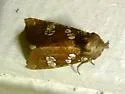Flypoison Borer - Hodges#9493.1 - photo 3