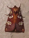 Flypoison Borer - Hodges#9493.1 - photo 4