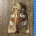 Flypoison Borer - Hodges#9493.1 - photo 5