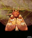 Pitcher-plant Borer Moth - Hodges#9493