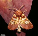 Pitcher-plant Borer Moth - Hodges#9493 - photo 2