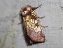 Pitcher-plant Borer Moth - Hodges#9493 - photo 5