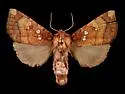 Aralia Shoot Borer Moth - Hodges#9470