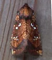 Northern Burdock Borer - Hodges#9471