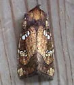 Northern Burdock Borer - Hodges#9471 - photo 3