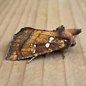 Northern Burdock Borer - Hodges#9471 - photo 4
