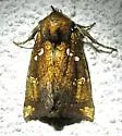 Northern Burdock Borer - Hodges#9471 - photo 5