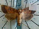 Yellow Stoneroot Borer Moth - Hodges#9477