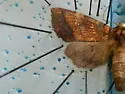 Yellow Stoneroot Borer Moth - Hodges#9477 - photo 2