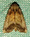 Yellow Stoneroot Borer Moth - Hodges#9477 - photo 3