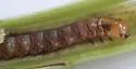 Blazing Star borer moth - Hodges#9508