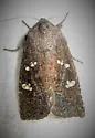 Blazing Star borer moth - Hodges#9508 - photo 2