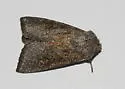 Blazing Star borer moth - Hodges#9508 - photo 4