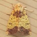 Golden Borer Moth - Hodges#9464 - photo 2