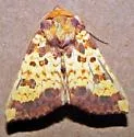 Golden Borer Moth - Hodges#9464 - photo 3