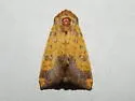 Golden Borer Moth - Hodges#9464 - photo 4