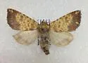 Golden Borer Moth - Hodges#9464 - photo 5