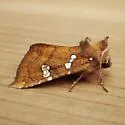 Hop Stalk Borer Moth - Hodges#9491 - photo 2