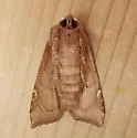 Hop Stalk Borer Moth - Hodges#9491 - photo 3