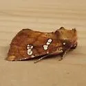 Hop Stalk Borer Moth - Hodges#9491 - photo 4