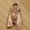 Hop Stalk Borer Moth - Hodges#9491 - photo 5