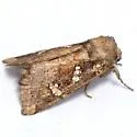 Seaside Goldenrod Borer - Hodges#9465 - photo 3