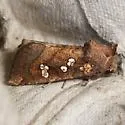 Seaside Goldenrod Borer - Hodges#9465 - photo 4