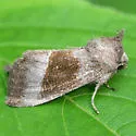 Dark Stoneroot borer moth - Hodges#9499