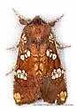 Rattlesnake-master borer moth - Hodges#9494 - photo 2