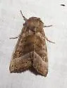Joe-Pye-Weed Borer - Hodges#9501 - photo 2