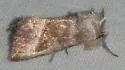 Joe-Pye-Weed Borer - Hodges#9501 - photo 4