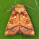 Cow Parsnip Borer Moth - Hodges#9472