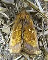 Cow Parsnip Borer Moth - Hodges#9472 - photo 2