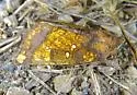Cow Parsnip Borer Moth - Hodges#9472 - photo 3