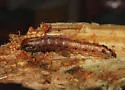 Cow Parsnip Borer Moth - Hodges#9472 - photo 5
