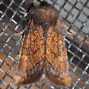 Aster Borer - Hodges#9473