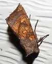 Aster Borer - Hodges#9473 - photo 2