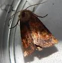Aster Borer - Hodges#9473 - photo 3