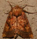 Aster Borer - Hodges#9473 - photo 5