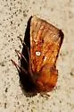 Sensitive Fern Borer - Hodges#9483 - photo 2