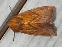 Sensitive Fern Borer - Hodges#9483 - photo 3