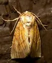 Sensitive Fern Borer - Hodges#9483 - photo 4