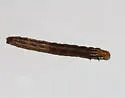 Sensitive Fern Borer - Hodges#9483 - photo 5