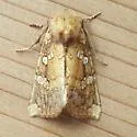Ragwort Stem Borer Moth - Hodges#9488 - photo 3