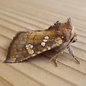 Ragwort Stem Borer Moth - Hodges#9488 - photo 4