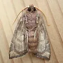 Ragwort Stem Borer Moth - Hodges#9488 - photo 5